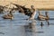 Closeup of Peruvian pelicans (Pelecanus thagus) in the water shaking their wings