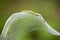 Closeup of a pest larvae caterpillars of the Yponomeutidae family or ermine moths,