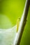 Closeup of a pest larvae caterpillars of the Yponomeutidae family or ermine moths