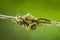 Closeup of a pest larvae caterpillars of the Yponomeutidae family or ermine moths