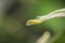 Closeup of a pest larvae caterpillars of the Yponomeutidae family or ermine moths, formed communal webs around a tree.