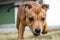 Closeup of pet. Staffordshire bullterrier