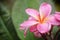 Closeup petal of flower with drop of water