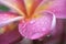 Closeup petal of flower with drop of water