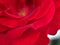 Closeup petal of red rose flower with soft focus and blurred for background