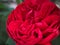 Closeup petal of rose flower , soft focus and blurred for background