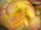 Closeup petal yellow of begonia flower background and blurred background ,macro image ,abstract background