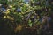 Closeup of the Petrea Volubilis flowers in the garden. commonly known as the purple wreath, queen\\\'s wreath