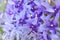 Closeup on Petrea volubilis vine flowers