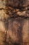 Closeup of petrified tree trunk as a textured colorful background