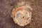 A closeup of petrified wood at a famous landmark in america