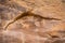 Closeup of the petroglyphs on a canyon wall in Capitol Reef National Park