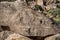 Closeup petroglyphs etched in rocks
