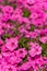 Closeup Petunia flowers Petunia hybrida in the garden. Flowerbed with multicoloured petunias in springtime sunny day