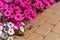 Closeup Petunia flowers Petunia hybrida in the garden. Flowerbed with multicoloured petunias in springtime sunny day