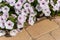 Closeup Petunia flowers Petunia hybrida in the garden. Flowerbed with multicoloured petunias in springtime sunny day