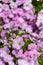 Closeup Petunia flowers Petunia hybrida in the garden. Flowerbed with multicoloured petunias in springtime sunny day