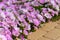 Closeup Petunia flowers Petunia hybrida in the garden. Flowerbed with multicoloured petunias in springtime sunny day