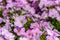 Closeup Petunia flowers Petunia hybrida in the garden. Flowerbed with multicoloured petunias in springtime sunny day