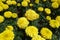 Closeup pf yellow flowerheads of Tagetes erecta