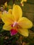 Closeup of a Phalaenopsis Mellow Yellow flower