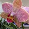 Closeup of phalaenopsis orchid flower, Phalaenopsis known as the Moth Orchid or Phal