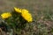 Closeup of pheasants eye flowers in springtime