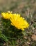 Closeup of pheasants eye flowers in springtime