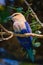 Closeup photo of the african bird Lilac-breasted roller Coracias caudatus standing on a branch