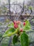 Closeup photo of Apple buds between leafs on branch in the garden. Partially blurred background