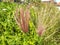 closeup photo of beautiful chloris virgata feather finger grass plant with attractive colors