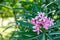 Closeup photo of beautiful flower, oleander