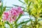 Closeup photo of beautiful flower, oleander