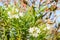 Closeup photo of beautiful flower, oleander