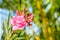 Closeup photo of beautiful flower, oleander