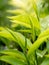 Closeup photo of beautiful fresh top leaves of tea bush in highland plantation
