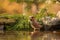 Closeup photo of a beautiful hawfinch bird