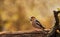 Closeup photo of a beautiful hawfinch bird