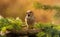 Closeup photo of a beautiful hawfinch bird