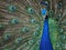 Closeup photo with beautiful peacock with open tail - colors of blue and green