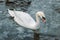 Closeup photo of a beautiful white swan swimming in frozen pond in a very cold day in Kugulu Park in Ankara.