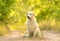 Closeup photo of a beauty Labrador dog