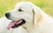 Closeup photo of a beauty Labrador dog