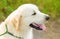 Closeup photo of a beauty Labrador dog