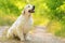 Closeup photo of a beauty Labrador dog