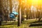 Closeup photo of bird feeder in park or forest in sun light captured by early spring.