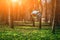 Closeup photo of bird feeder in park or forest in sun light captured by early spring.