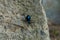 Closeup photo of a blue beetle on stone