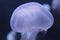 Closeup photo of bluish jellyfish