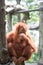 A closeup photo of a bornean orangutan Pongo pygmaeus while sitting on a tree branch looking very curiously